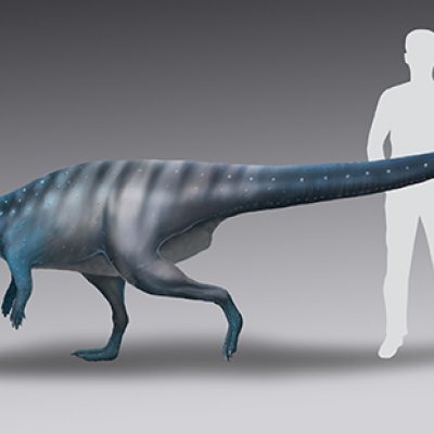 A life-reconstruction of the 200-million-year-old dinosaur track-maker from Mount Morgan. Credit: Anthony Romilio.